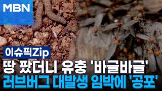 땅 팠더니 유충 '바글바글'…러브버그 대발생 임박에 '공포' | 이슈픽 zip