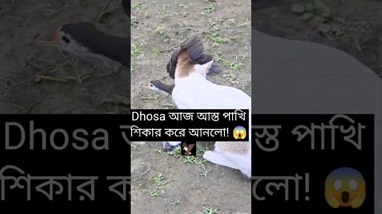 Dhosa আজ আস্ত একটা পাখি শিকার করে আনলো! 🐱🦅😱 #shorts #viral