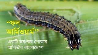 ভুট্টার ফল আর্মিওয়ার্ম