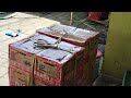 Bongkar Murai Trotol Trah Ekor Panjang