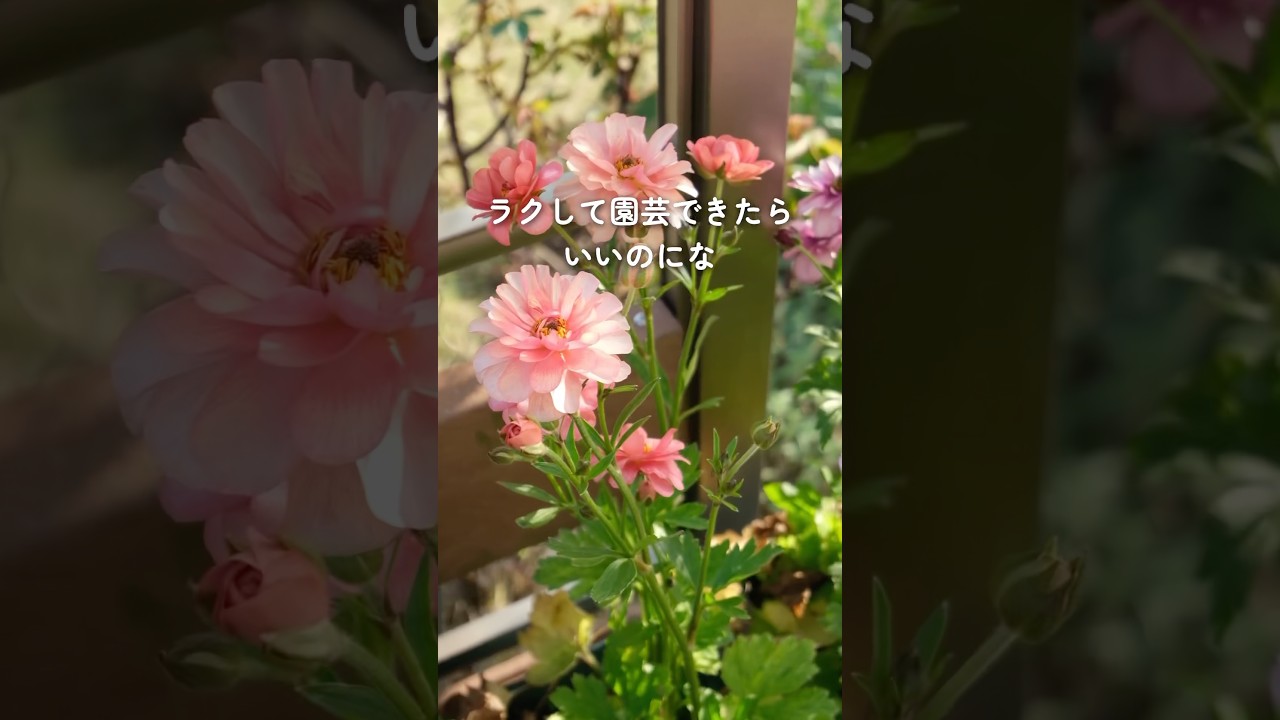 【ご報告】2冊目の書籍「もっと楽しく！ずぼらガーデニング」が発売になりました🎉