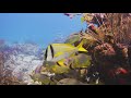 Florida Travel 360 Video Boca Raton Reef Scuba Diving