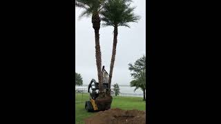 TREE TRANSPLANTING