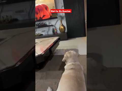 My Dog Watching Himself in TV #shorts #labrador #petlover #germanshepherd #dogofinstagram #shorts