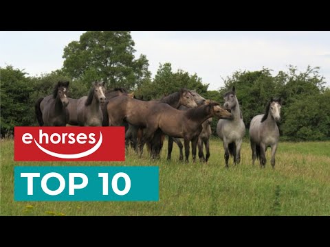 Die Top 10 beliebtesten Ponyrassen