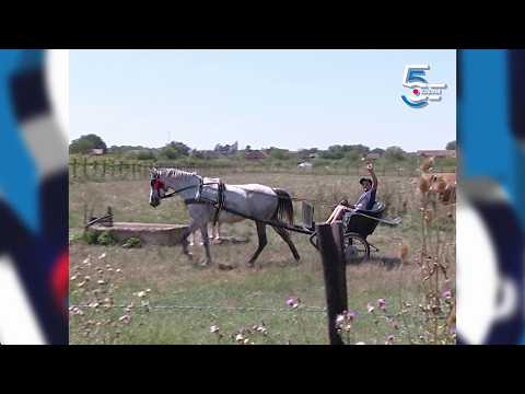 Oranje na starinski način - konjski plug i zaprega