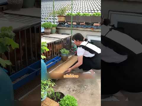 🐔ผู้หญิงคนนี้มีไอเดียเลี้ยงไก่ไข่ที่คุ้มกว่าที่คิด #shorts