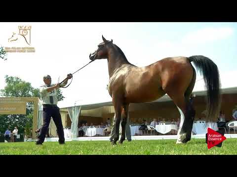 N.38 BAMBINA - 2017 Pride Of Poland - 3 Years Old Fillies (Class 3)