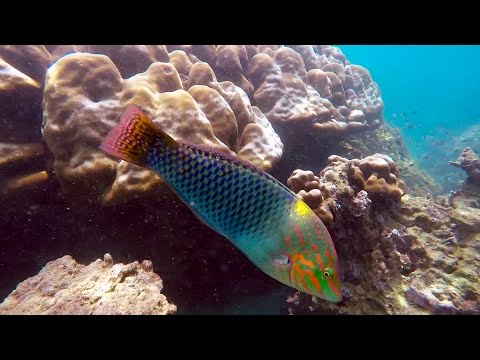 download lagu mp3 mp4 Coral Island Snorkeling, download lagu Coral Island Snorkeling gratis, unduh video klip Coral Island Snorkeling