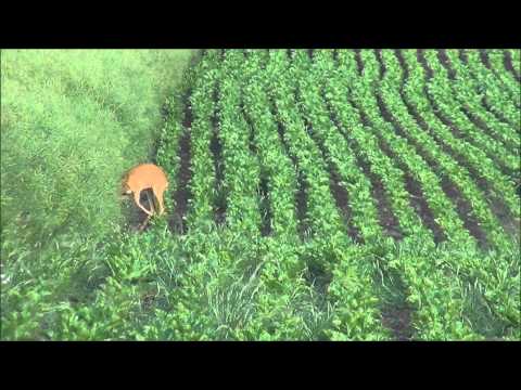 Bockjagd 2015 Hegeabschuss . Krankes Reh wird erlöst. Buck hunt in 2015 Hege shooting.