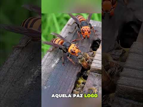 Ele Salvou as Abelhas e Recebeu uma Recompensa Incrível! 🐝🍯