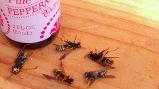 How To Get Rid Of Wasps Naturally