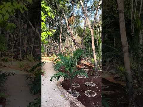 Play Video Youtube Video