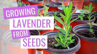 Growing lavender from seeds