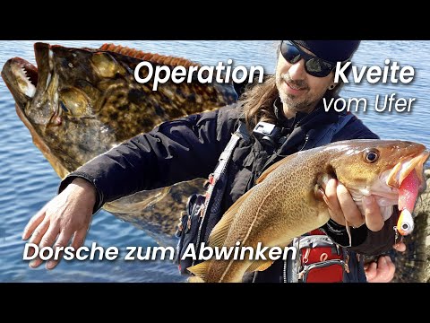 Auf Heilbutt vom Ufer - Dorsche bis zum Abwinken - Tjongsfjord!