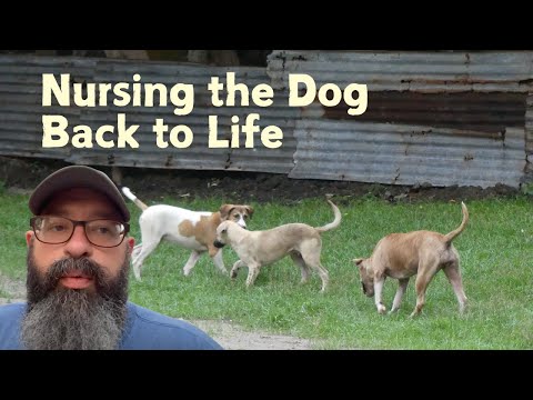 Nursing the Dog Back to life in Nicaragua 🇳🇮