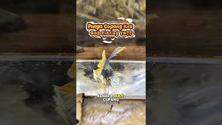 Download lagu Ikan cupang kok diem aja gak flaring ya?? #cupanghias #ikancupang #bettafish mp3