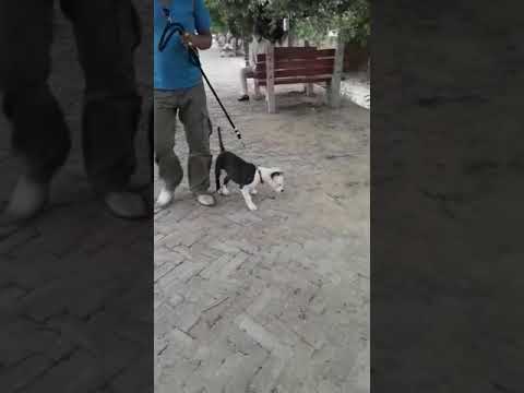 Patiala dog 🐕 trainer joginder pal  9815507893