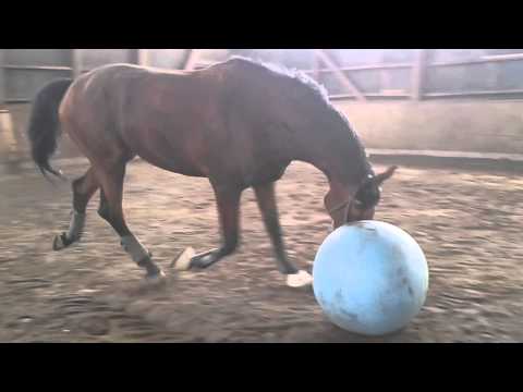 Holsteiner von Nekton spielt fussball
