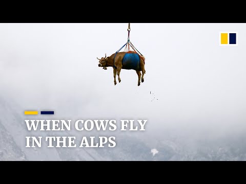Cows take to the sky in the Swiss Alps