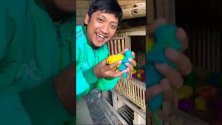 Download lagu Ayam Warna Warni Gaes...!!!! mp3 Download lagu Ayam Warna Warni Gaes...!!!! mp3