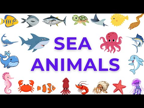 Sea Animals l Learn Sea Animals names in english l kids educational video