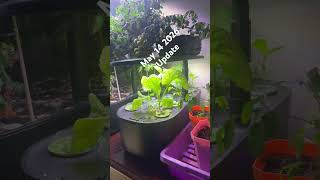 5-14-26 Garden update #gardengirlschatandchew #garden #plantcare