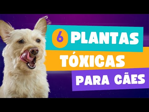 , title : '6 Plantas Venenosas Para os Cachorros | Dog Educado'