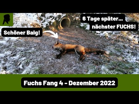 Fuchs Fang in Lebendfalle//Betonrohrfalle//Jagd 2022// TrapperInfo