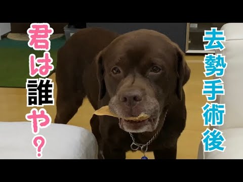 うちの犬が去勢手術後に攻撃的になってしまった原因と解決策