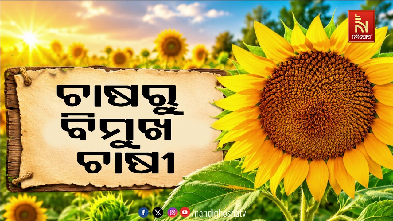 ମିଳୁନି ସରକାରୀ ପ୍ରୋତ୍ସାହନ, ଚାଷରୁ ବିମୁଖ କଳାହାଣ୍ଡି ଜିଲ?