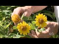 Your Favorite Late Summer Yellow Blooms Are Here