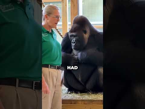 Gorilla Learned Sign Language and Told Her Keeper About Her Pain #emotional #gorilla #shorts