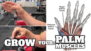 Grow Your Palm Muscles for an Uncomfortable Hand