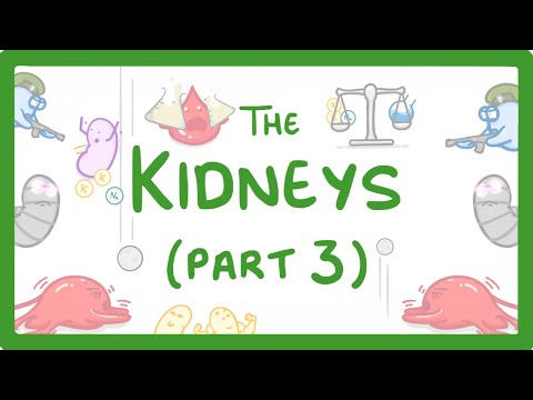 Biology Kidney Failure Kidneys Part 3 3 29