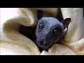 Beautiful baby bat enjoys some juice