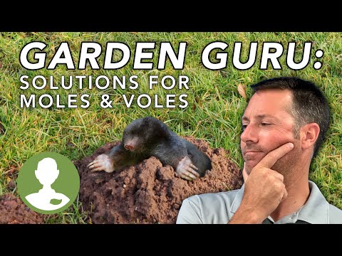 How to Get Rid of Moles & Voles | Dig In