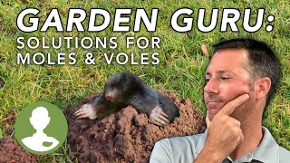 How to Get Rid of Moles & Voles | Dig In