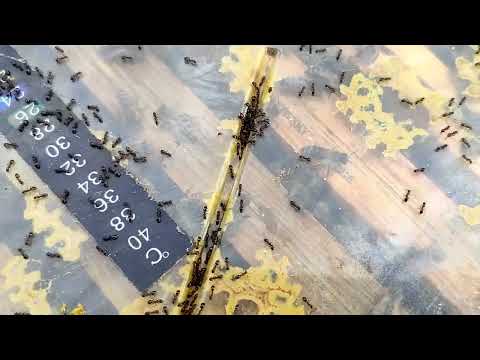 MRÓWKI W PASIECE -  Czy zagrażają pszczołom? Podstawowe wiadomości.