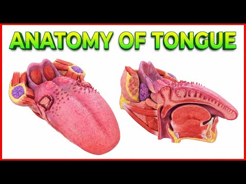 Anatomy of Tongue (Animation) : Dr G Bhanu Prakash