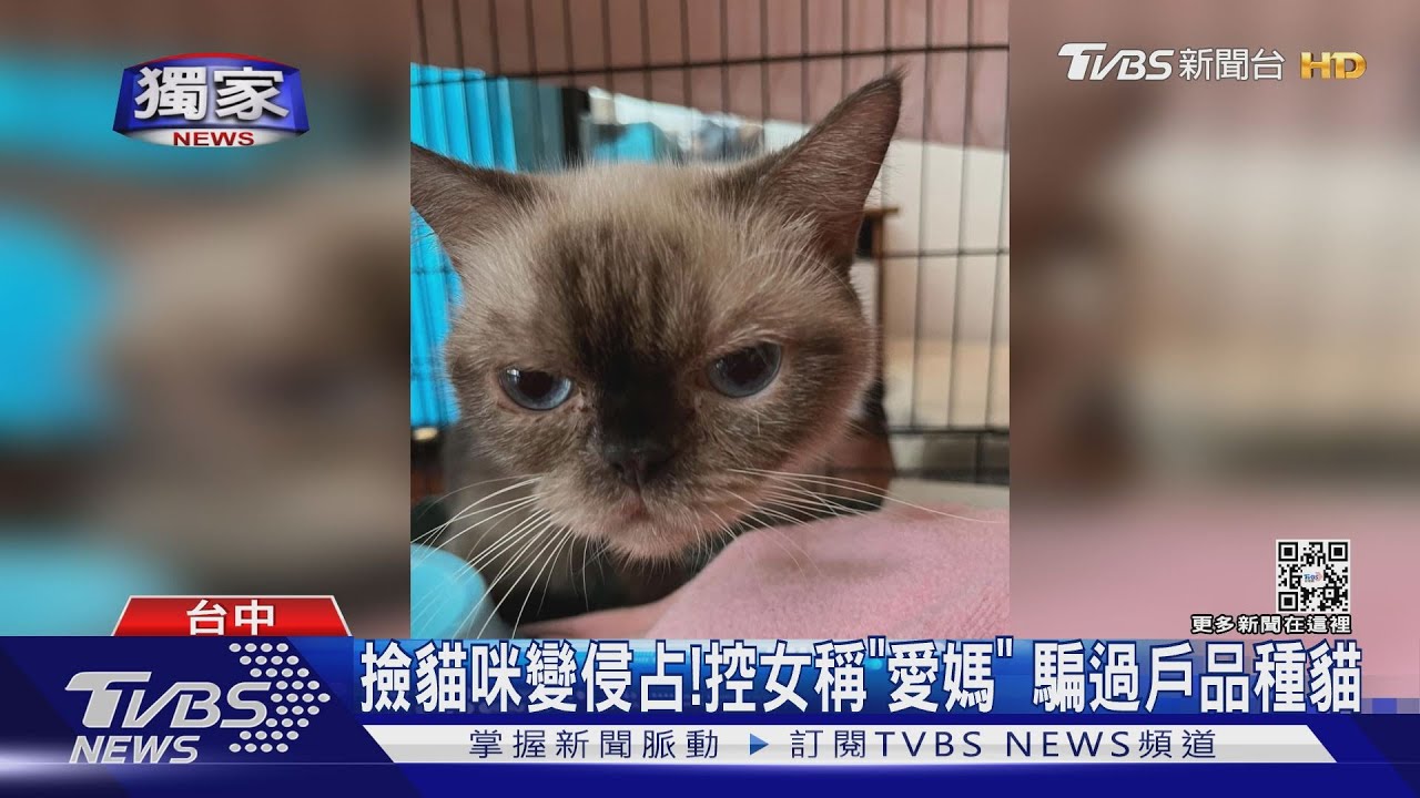 撿貓咪變侵占！控女稱「愛媽」　騙收編萬元貓
