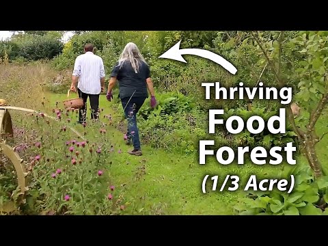 25 Year Old No Dig Permaculture Garden