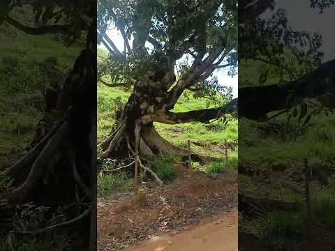 estrada de Faria Lemos para Carangola MG. #musica #paisagem  #natureza