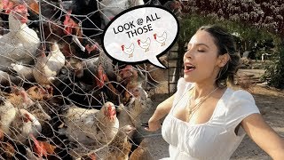 DESI FOUND HER CHICKENS IN MEXICO | THE PERKINS