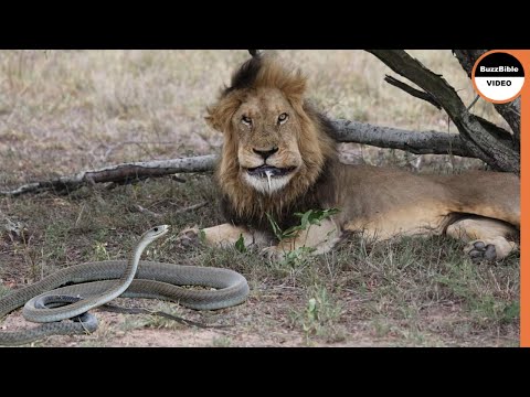 What If a Black Mamba Bites a Lion ?