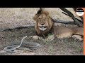 What If a Black Mamba Bites a Lion ?