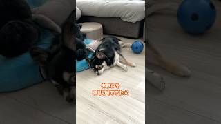 犬、散歩を張り切りすぎた。  #犬との暮らし #chihuahua #dog