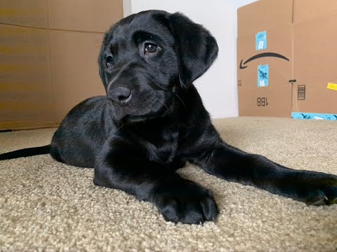 Labrador Puppy First Day Home 4K | Black English Labrador First Day Home | First 24 hrs | Black Lab