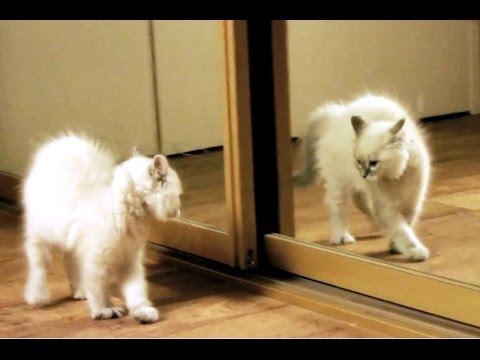 Kittens Discovering Mirrors for the First Time