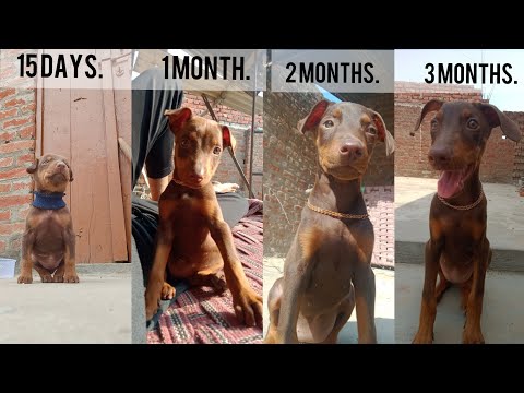 15 days to 3 months Doberman | Jerry The Doberman |